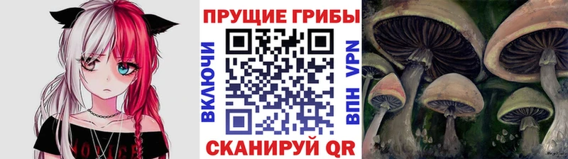 Псилоцибиновые грибы Psilocybe  Трубчевск 